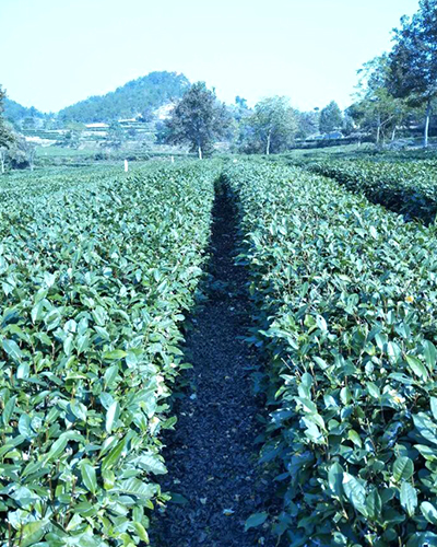 湖北綠茶廠家