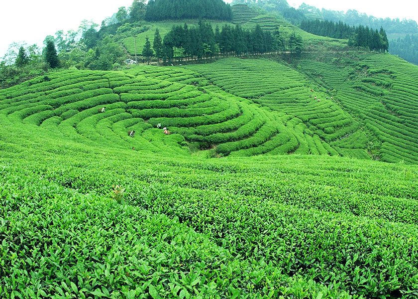 白茶茶葉哪家好